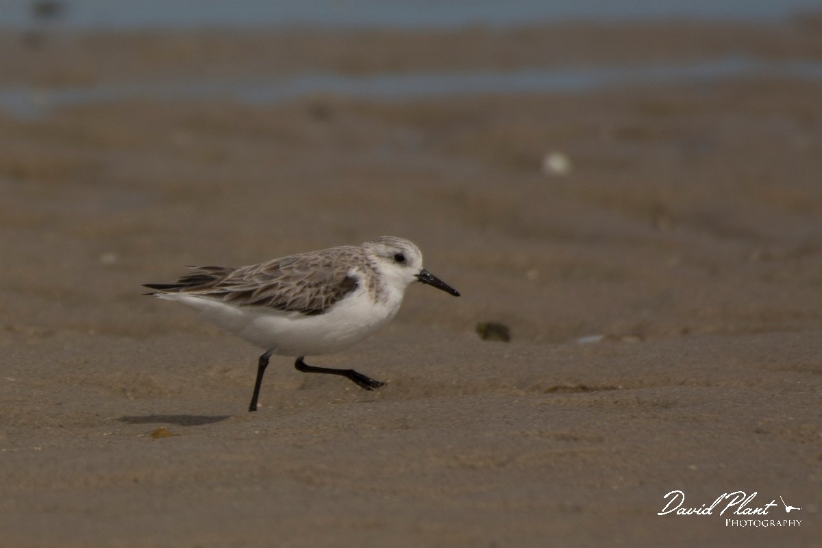 David Plant Photography - Wildlife Photography - Sanderling - C.jpg - Sanderling - Dakhla Bay