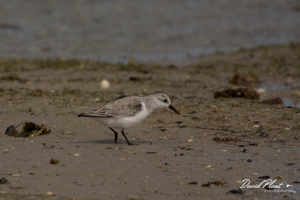David Plant Photography - Wildlife Photography - Sanderling - D.jpg - Sanderling - Dakhla Bay