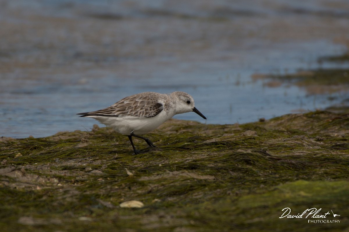 David Plant Photography - Wildlife Photography - Sanderling - E.jpg - Sanderling - Dakhla Bay