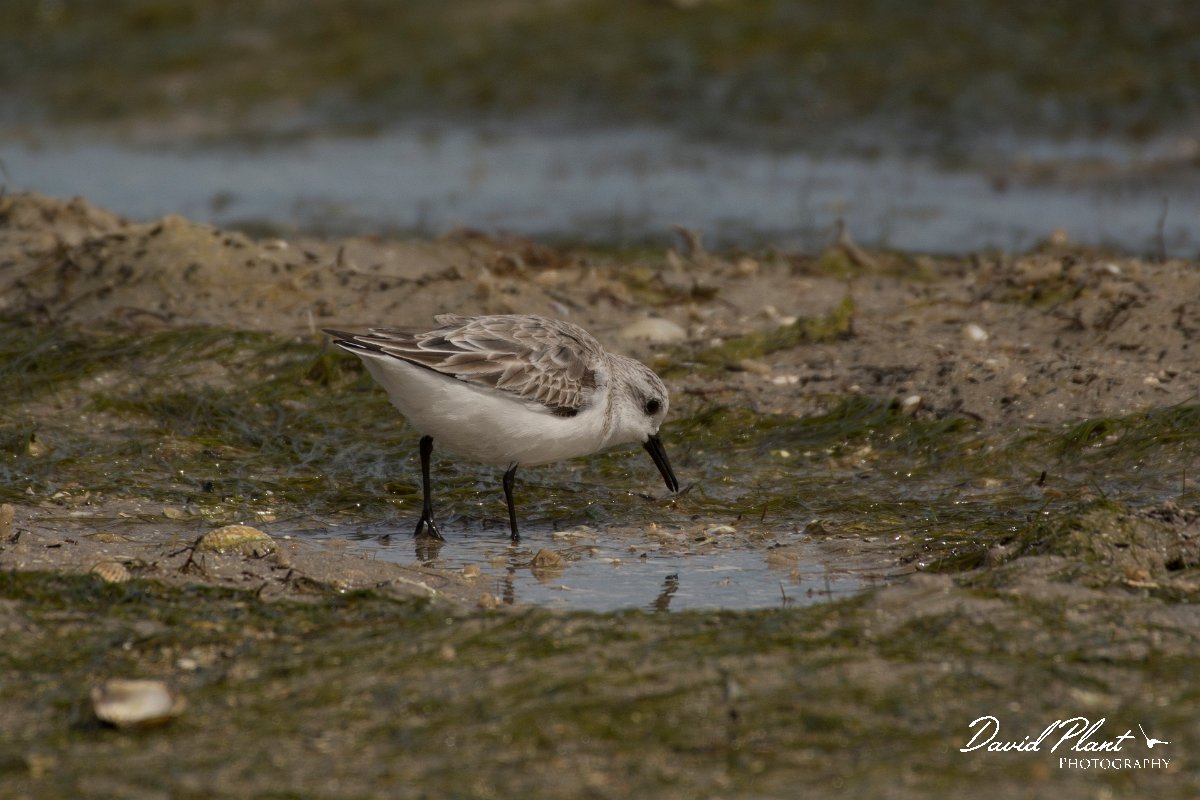 David Plant Photography - Wildlife Photography - Sanderling - F.jpg - Sanderling - Dakhla Bay