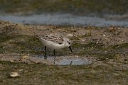 David Plant Photography - Wildlife Photography - Sanderling - F