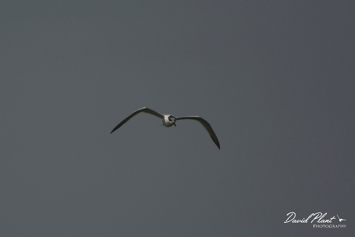 David Plant Photography - Wildlife Photography - Sandwich tern - A.jpg - Sandwich tern - Dakhla Bay