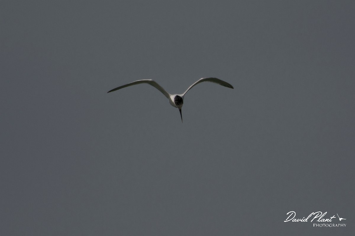 David Plant Photography - Wildlife Photography - Sandwich tern - B.jpg - Sandwich tern - Dakhla Bay