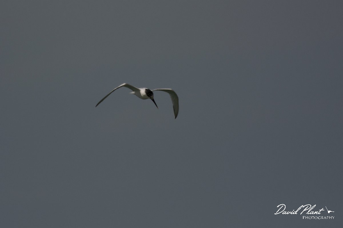 David Plant Photography - Wildlife Photography - Sandwich tern - C.jpg - Sandwich tern - Dakhla Bay