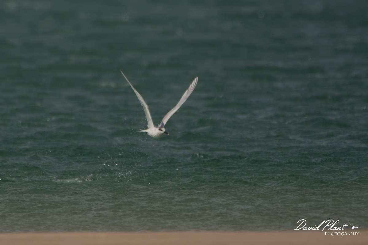 David Plant Photography - Wildlife Photography - Sandwich tern - D.jpg - Sandwich tern - Dakhla Bay