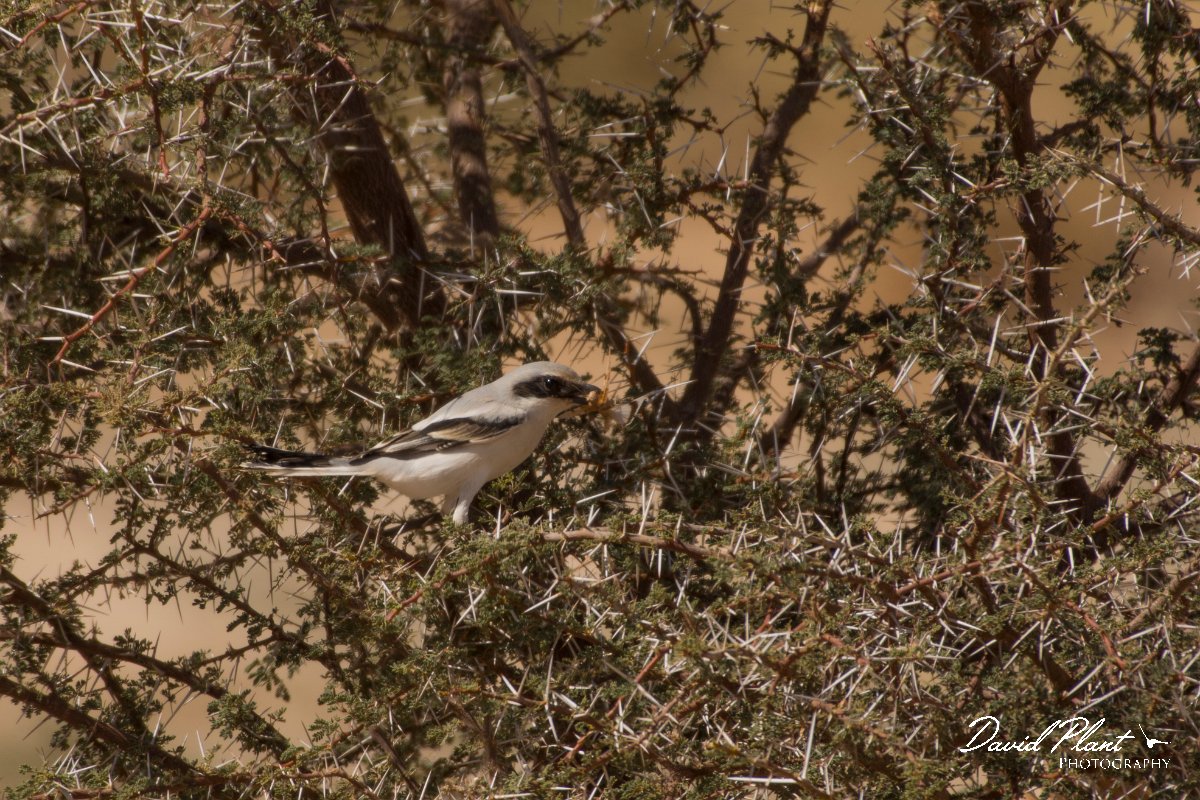 David Plant Photography - Wildlife Photography - Southern grey shrike - B.jpg - Southern grey shrike - Aousserd Road