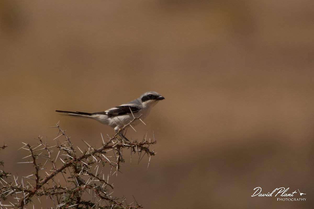 David Plant Photography - Wildlife Photography - Southern grey shrike - C.jpg - Southern grey shrike - Aousserd Road