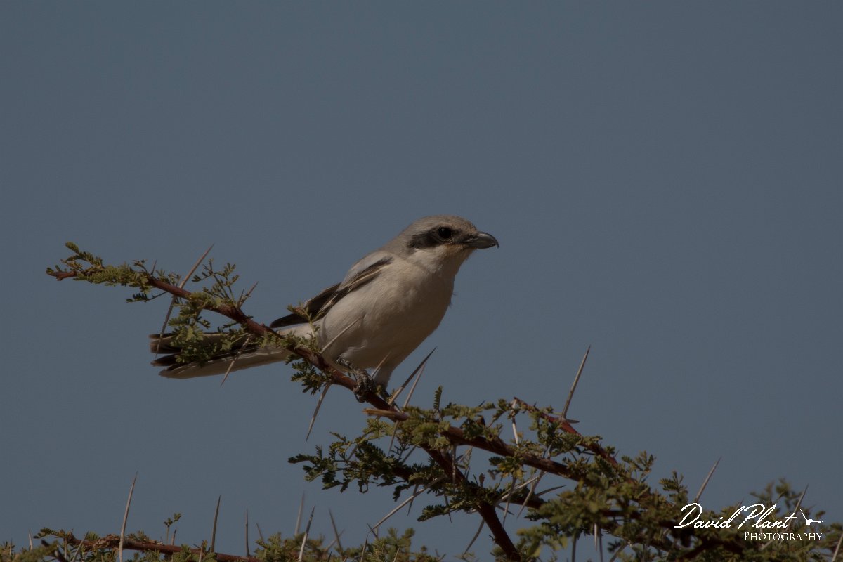 David Plant Photography - Wildlife Photography - Southern grey shrike - F.jpg - Southern grey shrike - Aousserd Road