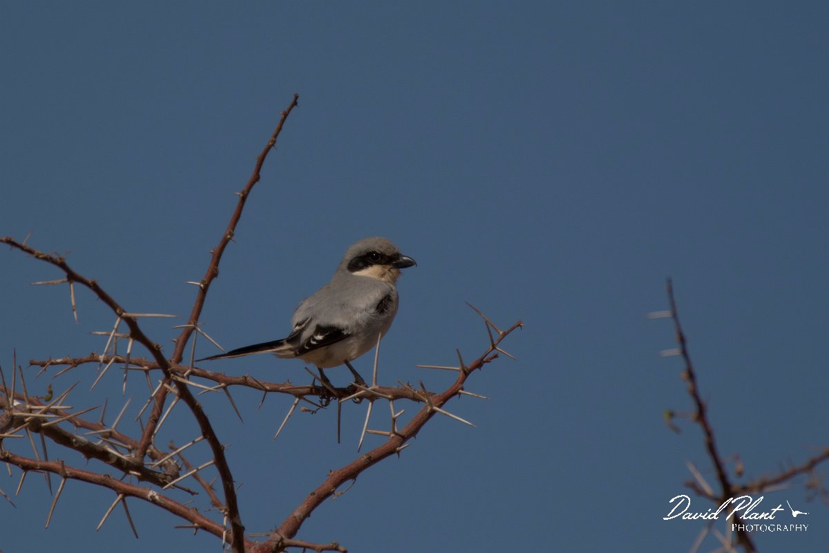 David Plant Photography - Wildlife Photography - Southern grey shrike - G.jpg - Southern grey shrike - Aousserd Road