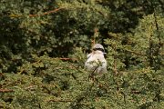 David Plant Photography - Wildlife Photography - Southern grey shrike - A