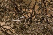 David Plant Photography - Wildlife Photography - Southern grey shrike - B
