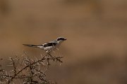 David Plant Photography - Wildlife Photography - Southern grey shrike - C