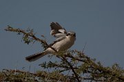 David Plant Photography - Wildlife Photography - Southern grey shrike - D