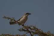 David Plant Photography - Wildlife Photography - Southern grey shrike - E