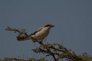 David Plant Photography - Wildlife Photography - Southern grey shrike - F