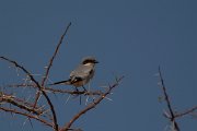 David Plant Photography - Wildlife Photography - Southern grey shrike - G