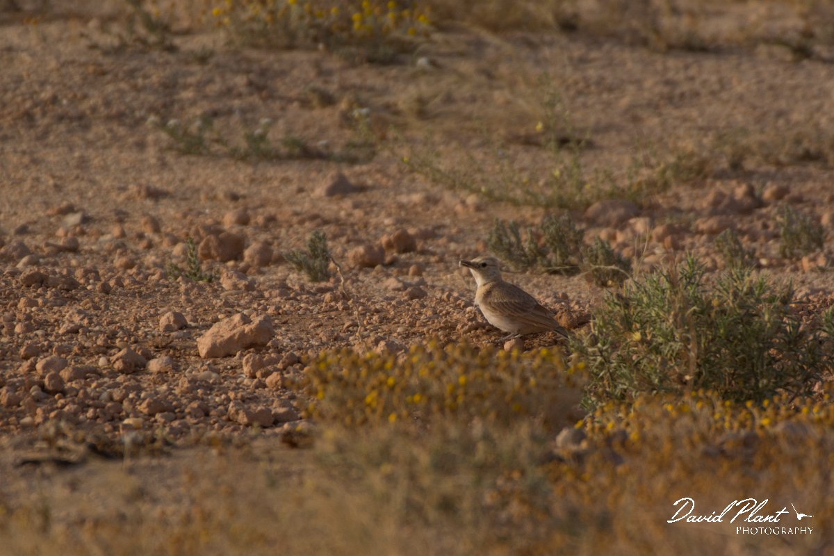 David Plant Photography - Wildlife Photography - Temminck's lark - A.jpg - Temminck's lark juvenile - Aousserd Road