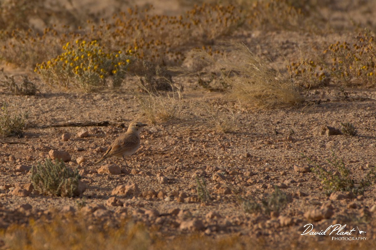 David Plant Photography - Wildlife Photography - Temminck's lark - C.jpg - Temminck's lark juvenile - Aousserd Road