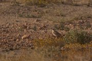 David Plant Photography - Wildlife Photography - Temminck's lark - A