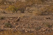 David Plant Photography - Wildlife Photography - Temminck's lark - C