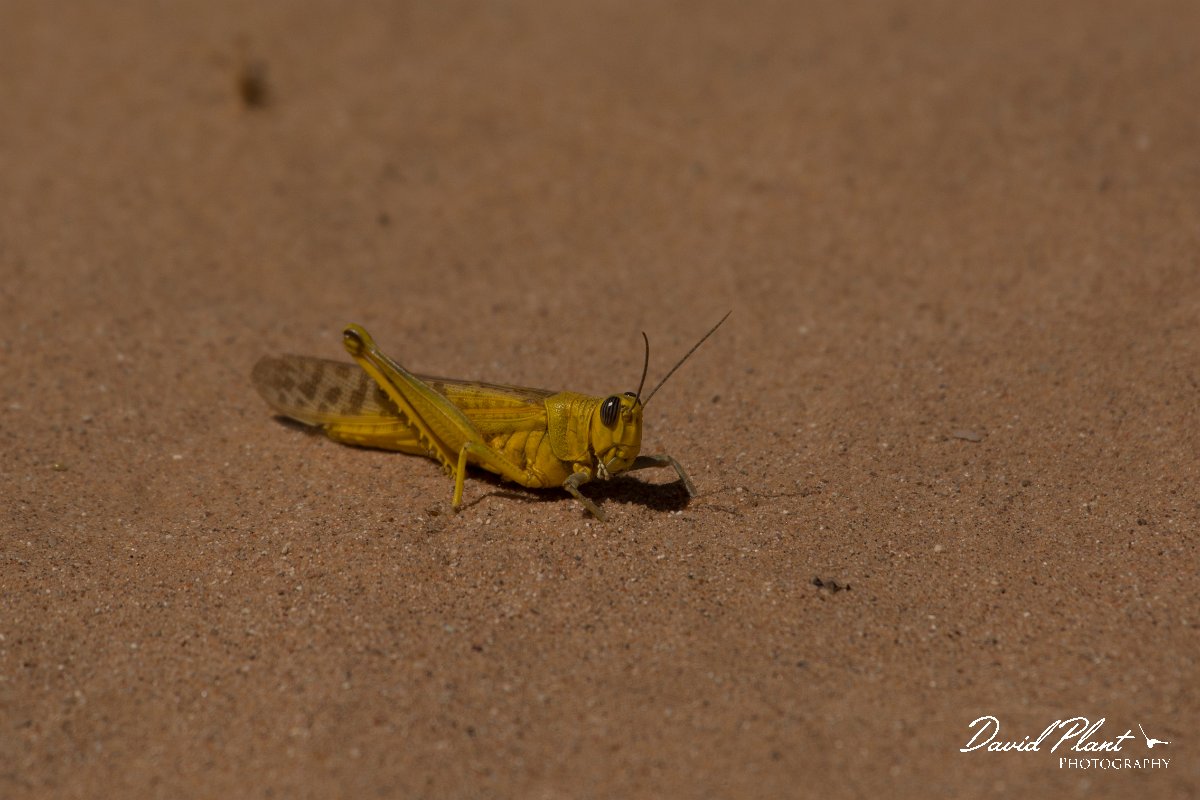 David Plant Photography - Wildlife Photography - Desert locust - A.jpg - Desert locust, Schistocerca gregaria - Aousserd Road
