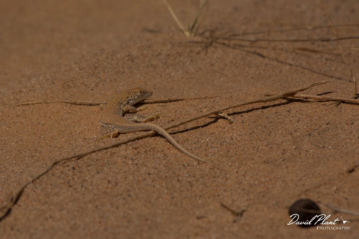 David Plant Photography - Wildlife Photography - Dumeril's fringe-toed lizard - A.jpg - Dumeril's Fringe-toed Lizard, Acanthodactylus dumerilii - Aousserd Road