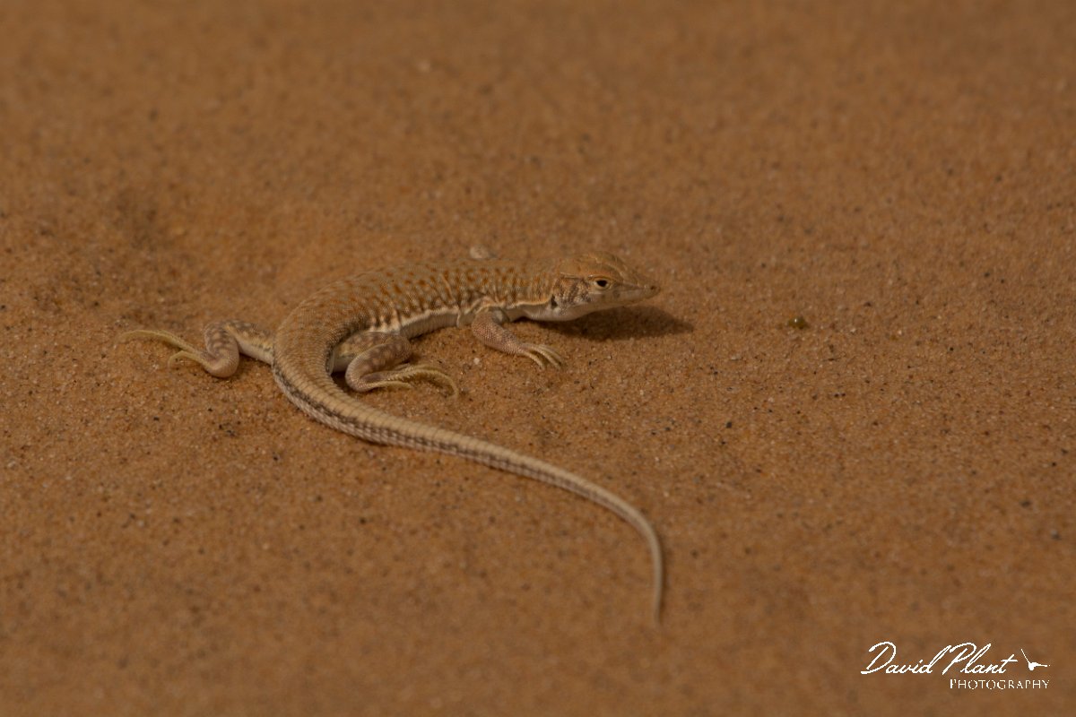 David Plant Photography - Wildlife Photography - Long fringe-toed lizard - A.jpg - Long Fringe-fingered Lizard, Acanthodactylus longipes - Aousserd Road