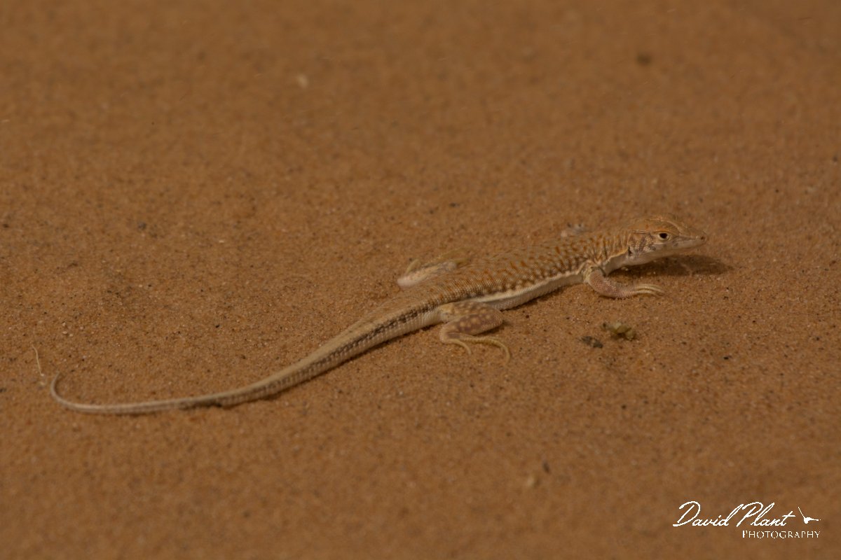 David Plant Photography - Wildlife Photography - Long fringe-toed lizard - B.jpg - Long Fringe-fingered Lizard, Acanthodactylus longipes - Aousserd Road