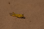 David Plant Photography - Wildlife Photography - Desert locust - A