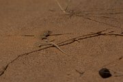 David Plant Photography - Wildlife Photography - Dumeril's fringe-toed lizard - A