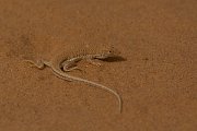 David Plant Photography - Wildlife Photography - Long fringe-toed lizard - A