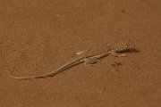 David Plant Photography - Wildlife Photography - Long fringe-toed lizard - B