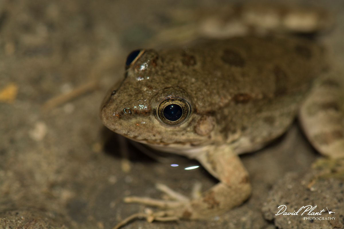 DPPhotography - Cyprus - Cyprus water frog, Pelophylax cypriensis - A.jpg - Cyprus water frog, Pelophylax cypriensis -  Dipotamos Reservoir