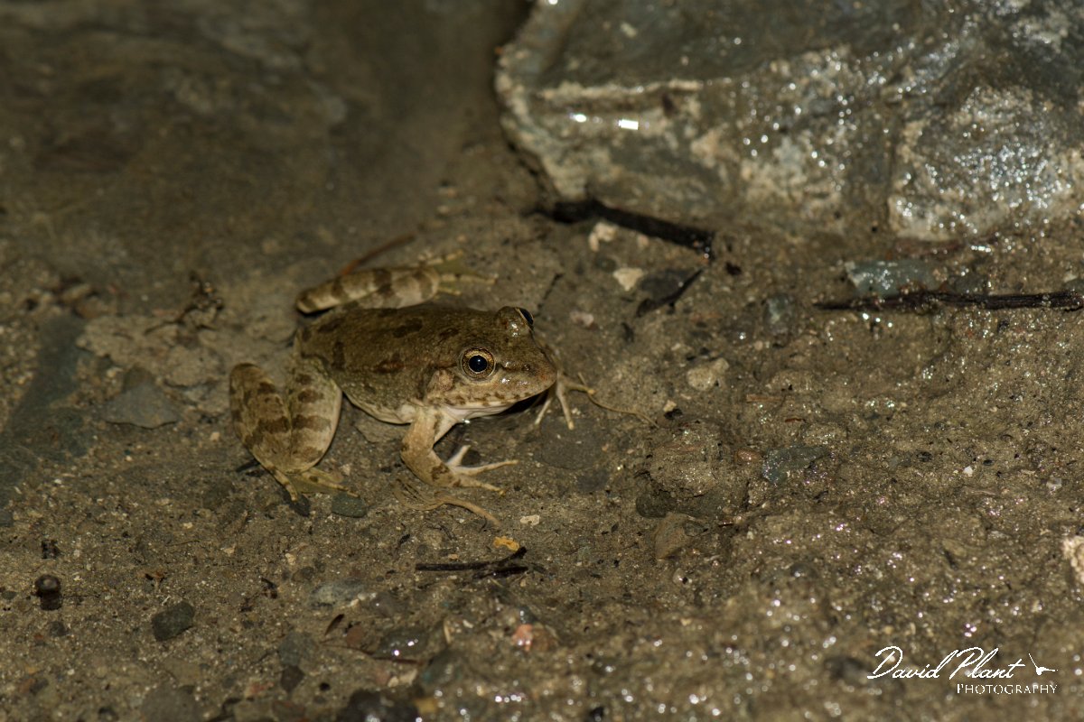 DPPhotography - Cyprus - Cyprus water frog, Pelophylax cypriensis - C.jpg - Cyprus water frog, Pelophylax cypriensis -  Dipotamos Reservoir