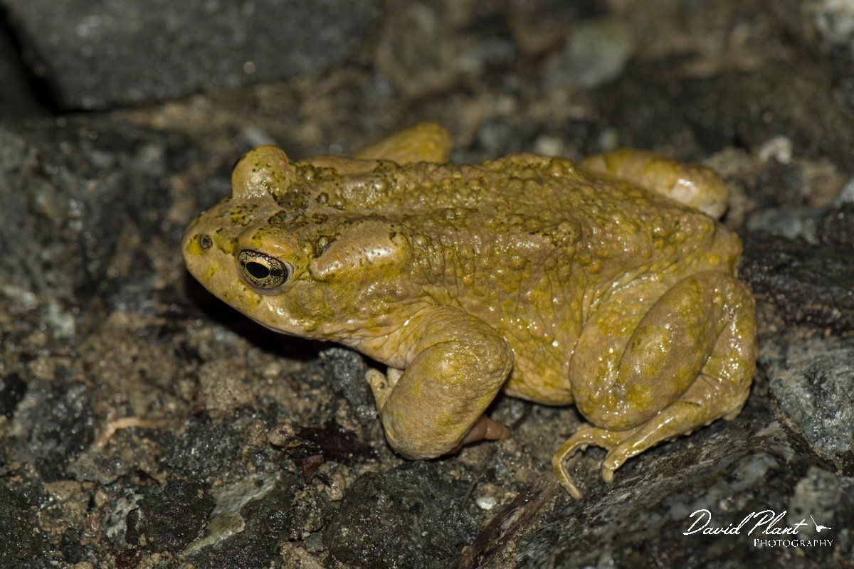 DPPhotography - Cyprus - Green toad, Bufotes viridis - C.jpg - Green toad, Bufotes viridis -  Dipotamos Reservoir