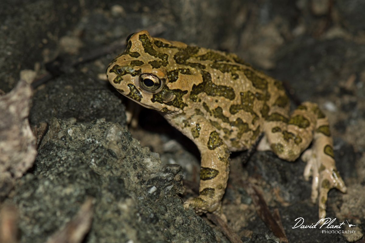 DPPhotography - Cyprus - Green toad, Bufotes viridis - D.jpg - Green toad, Bufotes viridis -  Dipotamos Reservoir