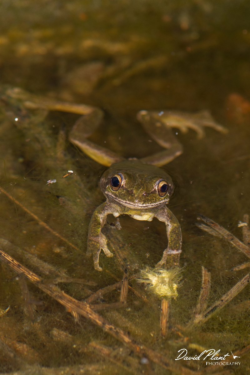 DPPhotography - Cyprus 2 - Middle East tree frog, Hyla savignyi - B.jpg - Middle East tree frog, Hyla savignyi - Mavrokolympos Dam, Cyprus