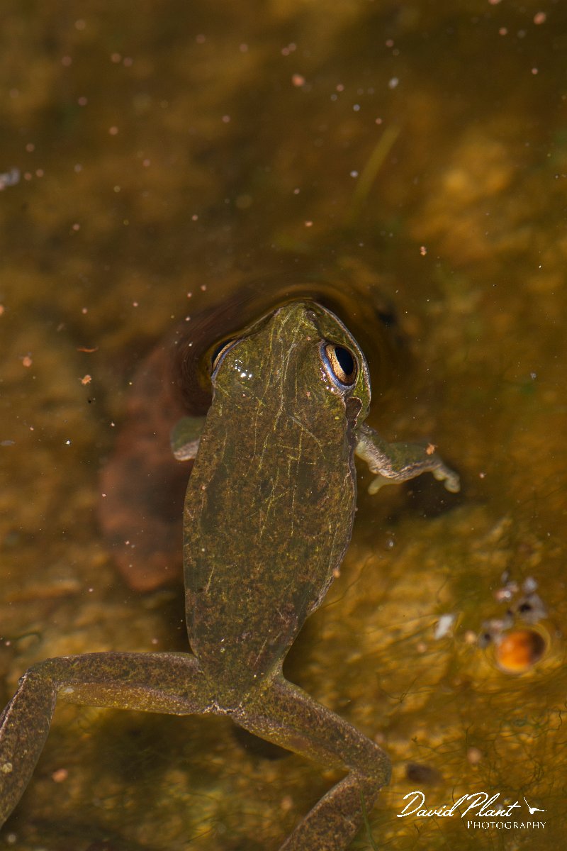DPPhotography - Cyprus 2 - Middle East tree frog, Hyla savignyi - C.jpg - Middle East tree frog, Hyla savignyi - Mavrokolympos Dam, Cyprus