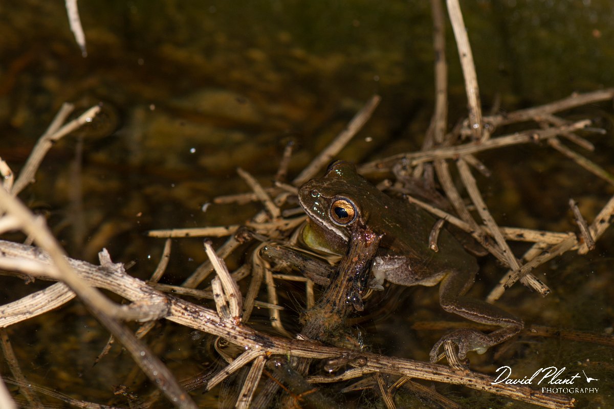 DPPhotography - Cyprus 2 - Middle East tree frog, Hyla savignyi - D.jpg - Middle East tree frog, Hyla savignyi - Mavrokolympos Dam, Cyprus