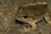 DPPhotography - Cyprus - Cyprus water frog, Pelophylax cypriensis - A