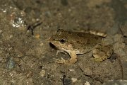 DPPhotography - Cyprus - Cyprus water frog, Pelophylax cypriensis - B