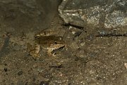 DPPhotography - Cyprus - Cyprus water frog, Pelophylax cypriensis - C