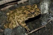 DPPhotography - Cyprus - Green toad, Bufotes viridis - A