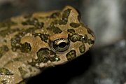DPPhotography - Cyprus - Green toad, Bufotes viridis - B