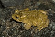 DPPhotography - Cyprus - Green toad, Bufotes viridis - C