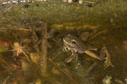 DPPhotography - Cyprus 2 - Middle East tree frog, Hyla savignyi - A