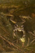 DPPhotography - Cyprus 2 - Middle East tree frog, Hyla savignyi - B