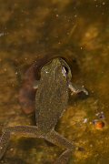DPPhotography - Cyprus 2 - Middle East tree frog, Hyla savignyi - C