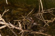 DPPhotography - Cyprus 2 - Middle East tree frog, Hyla savignyi - D