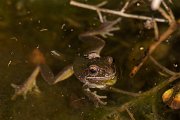 DPPhotography - Cyprus 2 - Middle East tree frog, Hyla savignyi - E